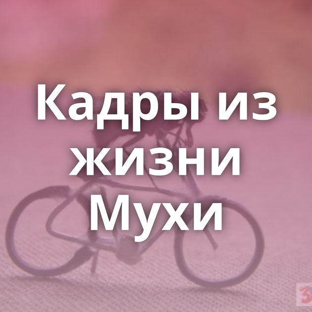 Кадры из жизни Мухи