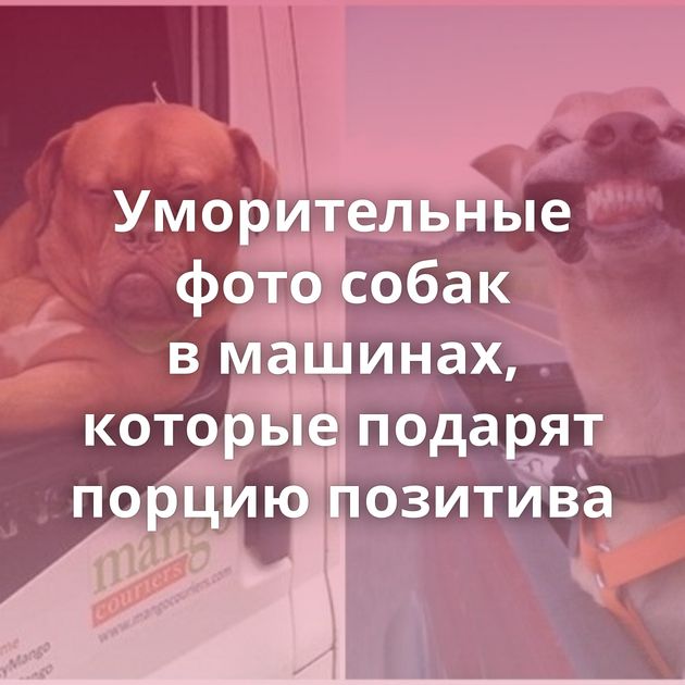 Уморительные фото собак в машинах, которые подарят порцию позитива