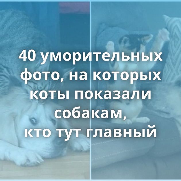 40 уморительных фото, на которых коты показали собакам, кто тут главный