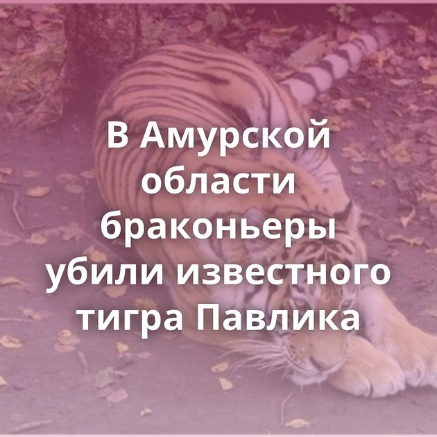 В Амурской области браконьеры убили известного тигра Павлика