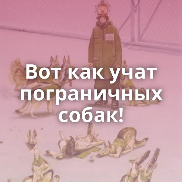 Вот как учат пограничных собак!