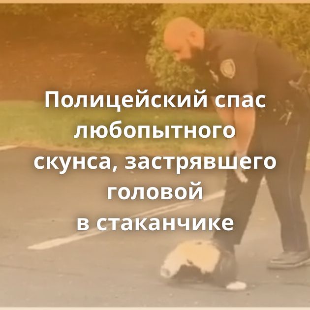 Полицейский спас любопытного скунса, застрявшего головой в стаканчике