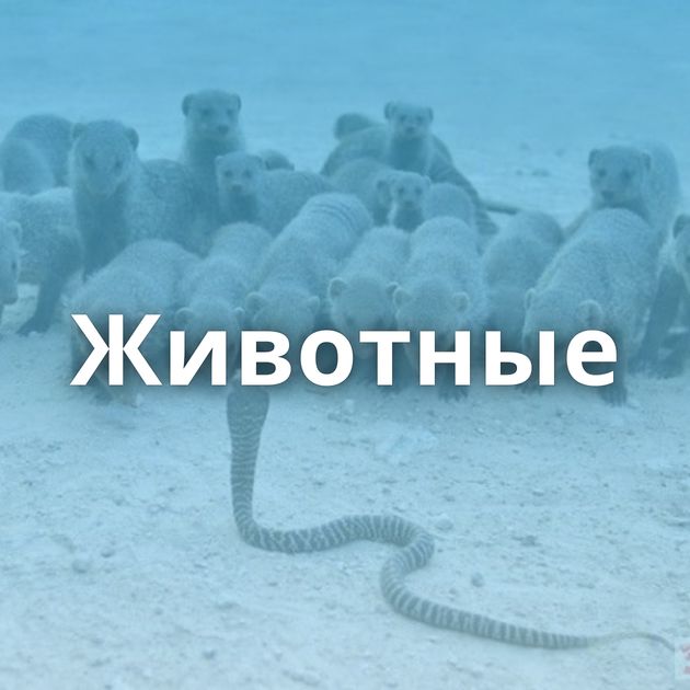 Животные