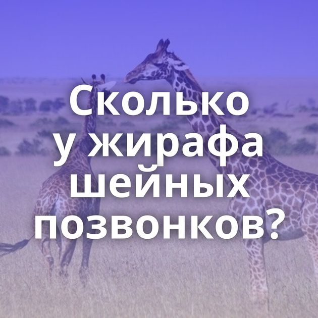 Сколько у жирафа шейных позвонков?
