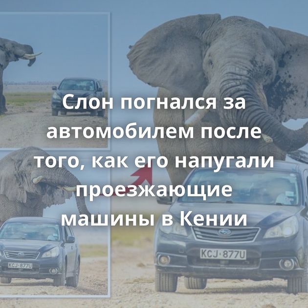 Слон погнался за автомобилем после того, как его напугали проезжающие машины в Кении