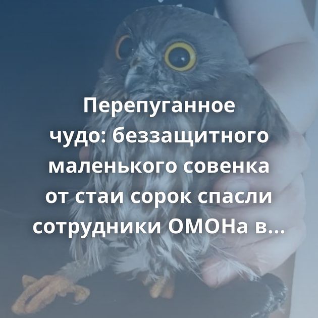 Перепуганное чудо: беззащитного маленького совенка от стаи сорок спасли сотрудники ОМОНа в Хабаровске