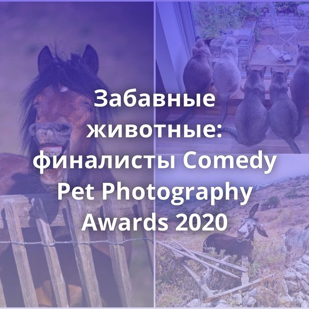 Забавные животные: финалисты Comedy Pet Photography Awards 2020