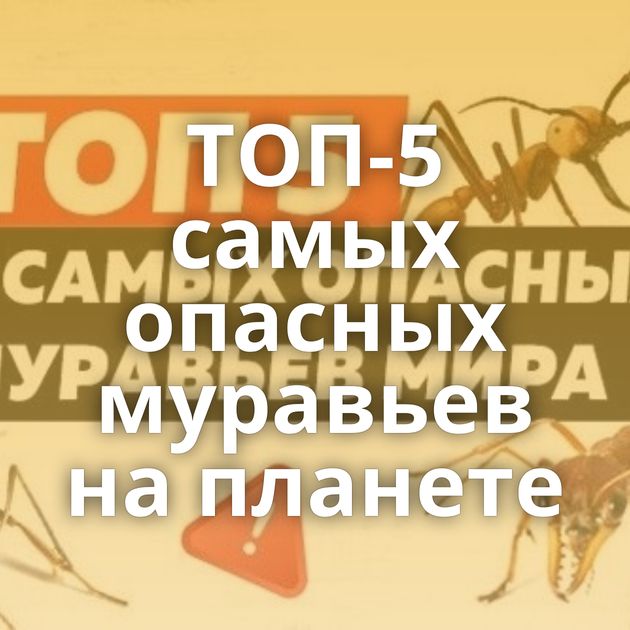 ТОП-5 самых опасных муравьев на планете