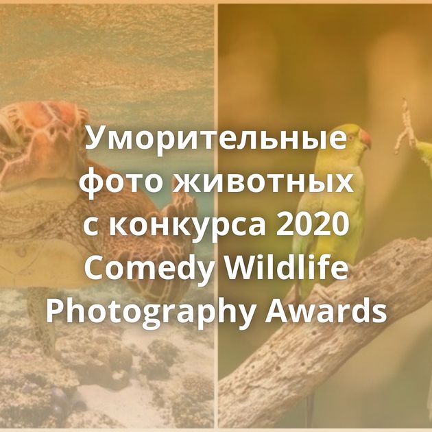 Уморительные фото животных с конкурса 2020 Comedy Wildlife Photography Awards