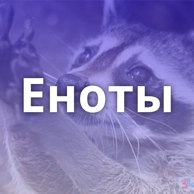 Еноты