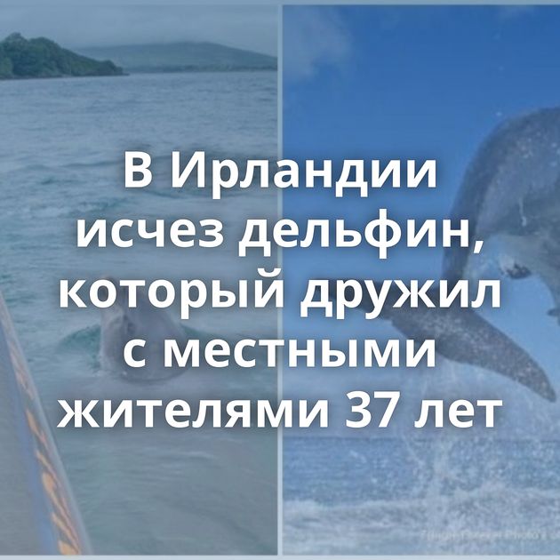 В Ирландии исчез дельфин, который дружил с местными жителями 37 лет