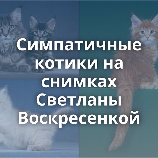 Симпатичные котики на снимках Светланы Воскресенкой