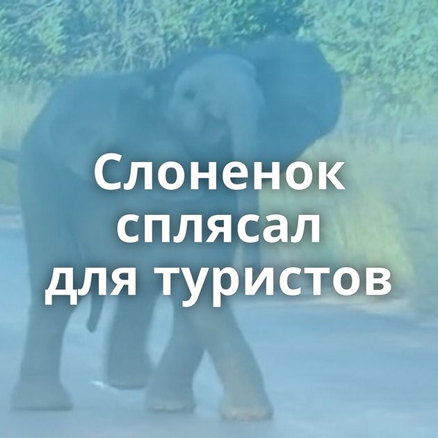 Слоненок сплясал для туристов