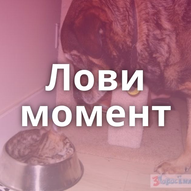 Лови момент