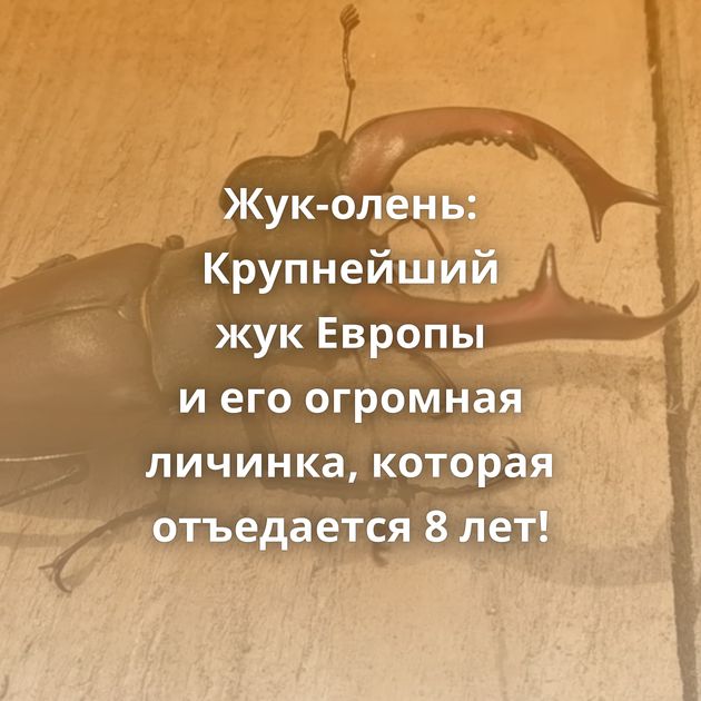 Жук-олень: Крупнейший жук Европы и его огромная личинка, которая отъедается 8 лет!