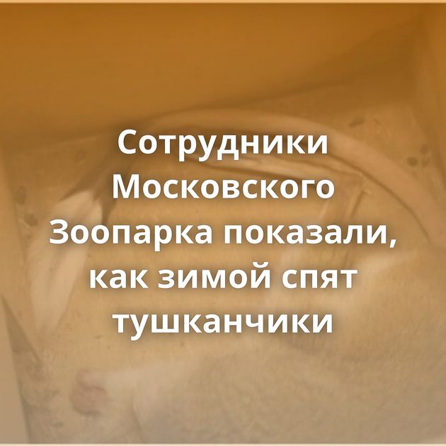 Сотрудники Московского Зоопарка показали, как зимой спят тушканчики