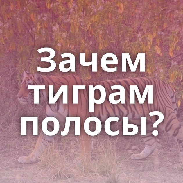 Зачем тиграм полосы?