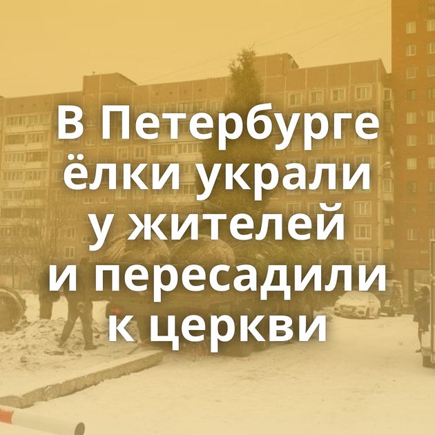 В Петербурге ёлки украли у жителей и пересадили к церкви