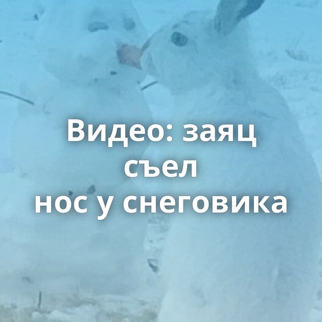 Видео: заяц съел нос у снеговика
