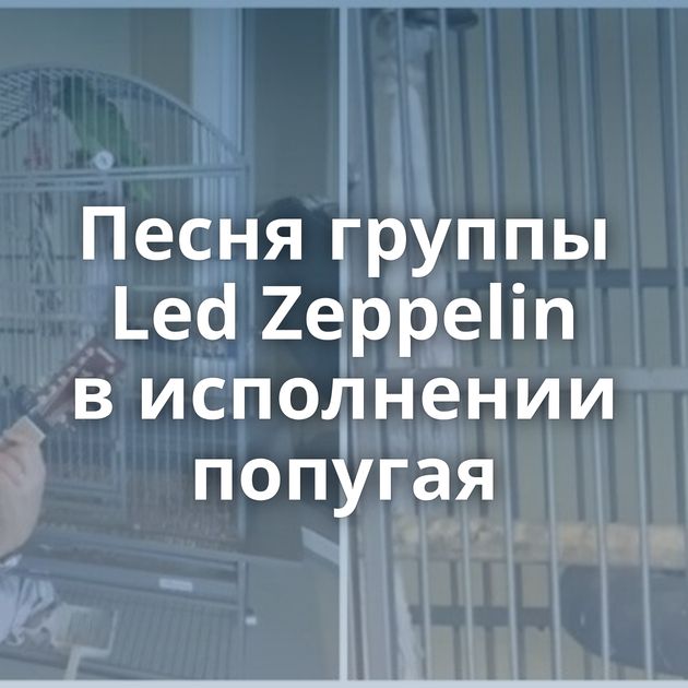 Песня группы Led Zeppelin в исполнении попугая