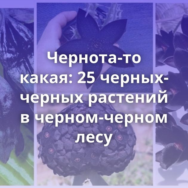 Чернота-то какая: 25 черных-черных растений в черном-черном лесу
