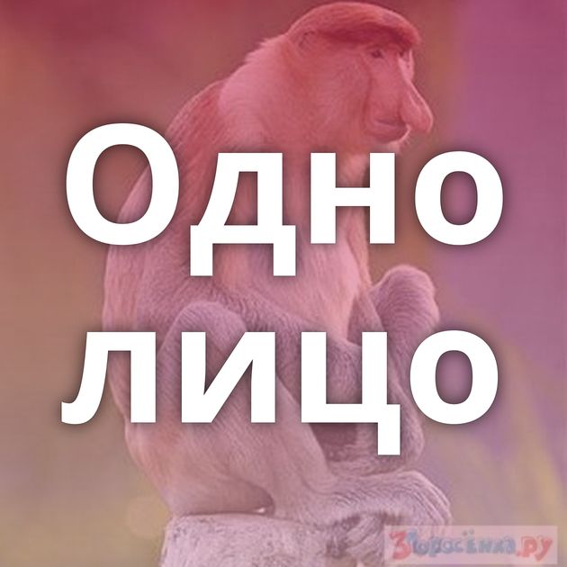 Одно лицо
