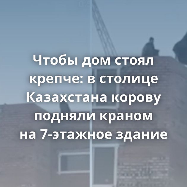 Чтобы дом стоял крепче: в столице Казахстана корову подняли краном на 7-этажное здание