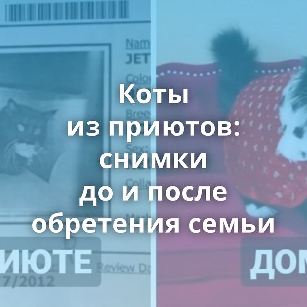 Коты из приютов: снимки до и после обретения семьи