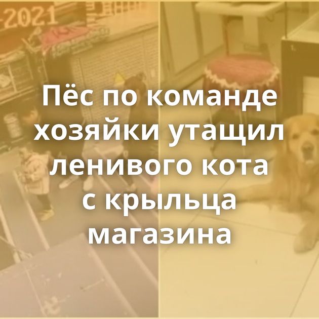 Пёс по команде хозяйки утащил ленивого кота с крыльца магазина
