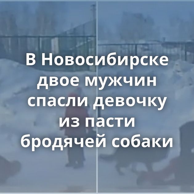 В Новосибирске двое мужчин спасли девочку из пасти бродячей собаки