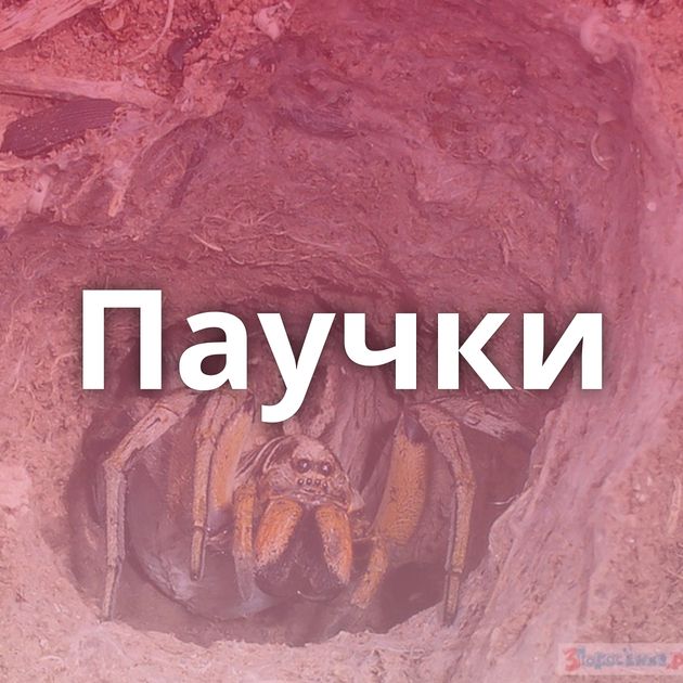 Паучки