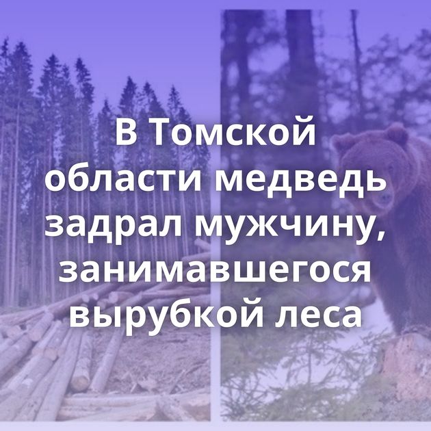 В Томской области медведь задрал мужчину, занимавшегося вырубкой леса