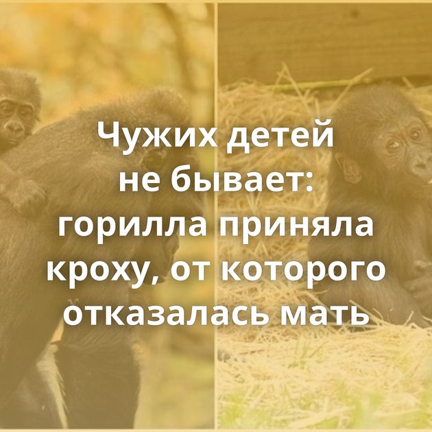 Чужих детей не бывает: горилла приняла кроху, от которого отказалась мать
