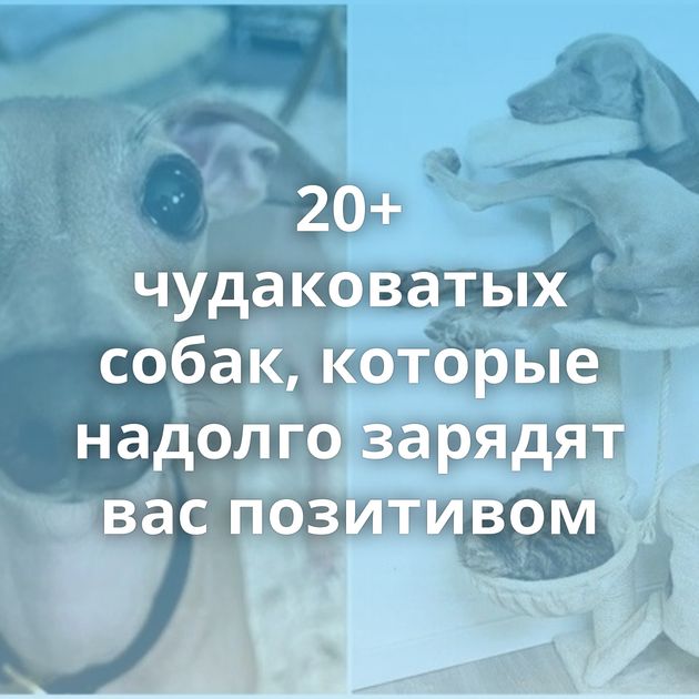 20+ чудаковатых собак, которые надолго зарядят вас позитивом