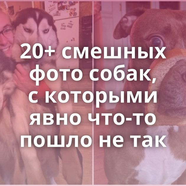20+ смешных фото собак, с которыми явно что-то пошло не так