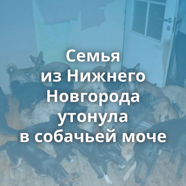 Семья из Нижнего Новгорода утонула в собачьей моче