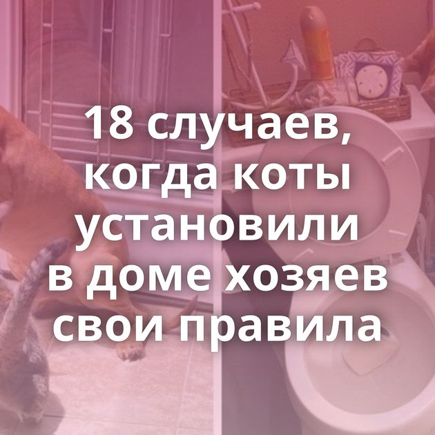 18 случаев, когда коты установили в доме хозяев свои правила