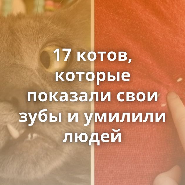 17 котов, которые показали свои зубы и умилили людей