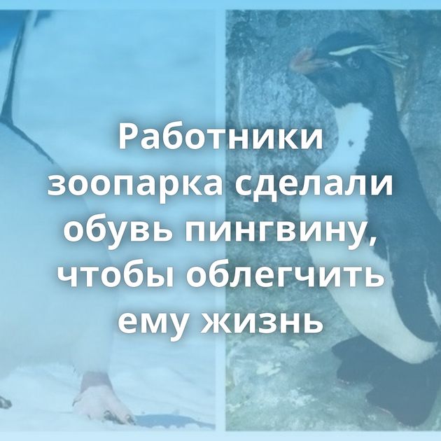 Работники зоопарка сделали обувь пингвину, чтобы облегчить ему жизнь