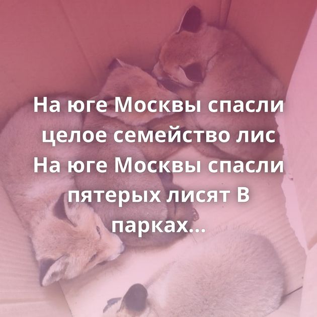 На юге Москвы спасли целое семейство лис На юге Москвы спасли пятерых лисят В парках столицы открываются…