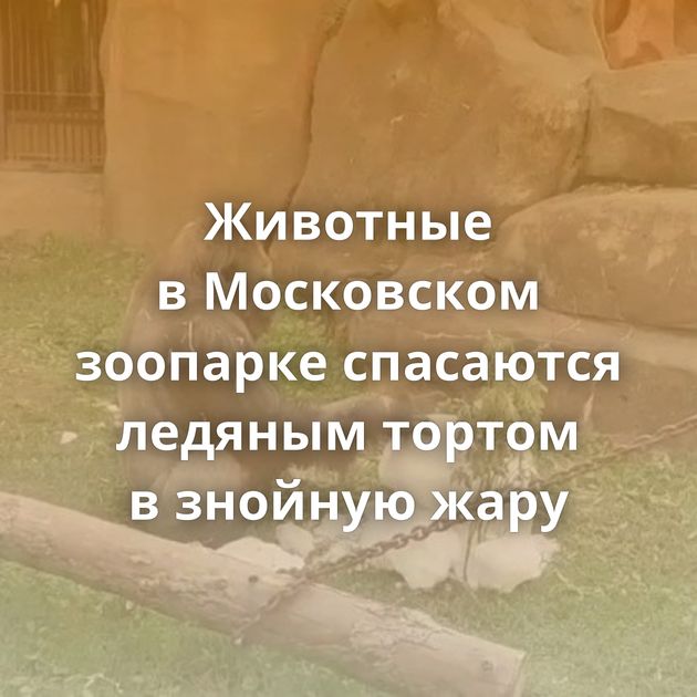 Животные в Московском зоопарке спасаются ледяным тортом в знойную жару