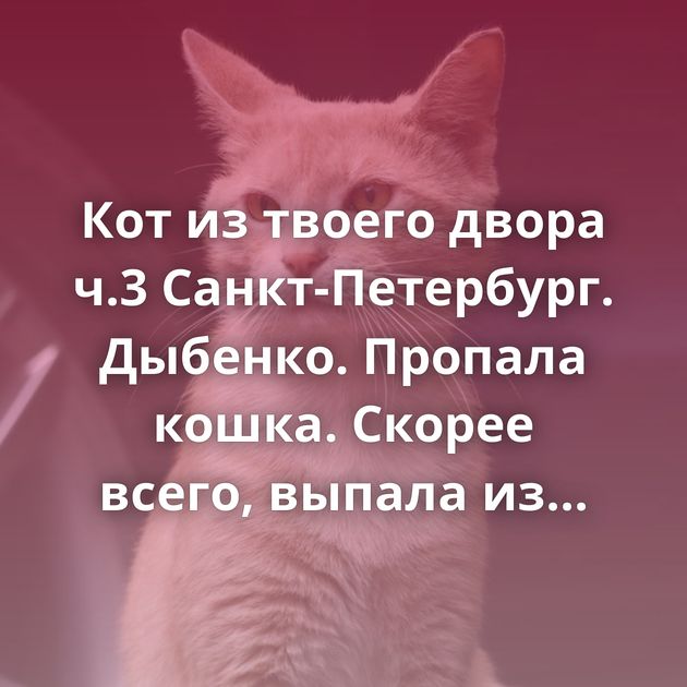 Кот из твоего двора ч.3 Санкт-Петербург. Дыбенко. Пропала кошка. Скорее всего, выпала из окна Маленькую…
