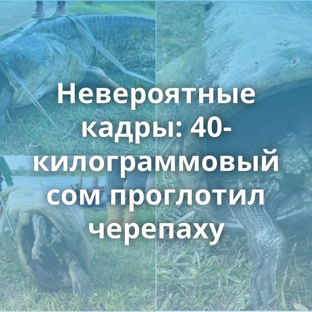 Невероятные кадры: 40-килограммовый сом проглотил черепаху