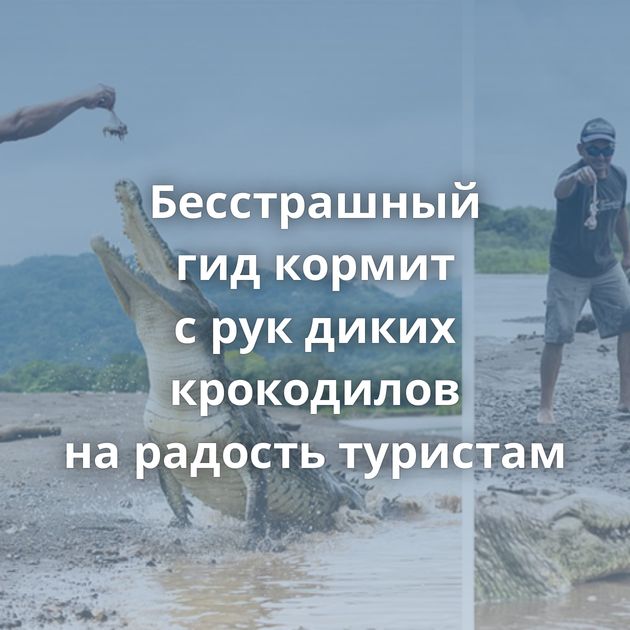 Бесстрашный гид кормит с рук диких крокодилов на радость туристам