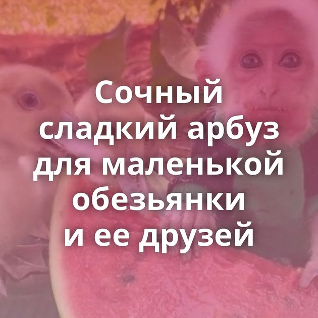 Сочный сладкий арбуз для маленькой обезьянки и ее друзей