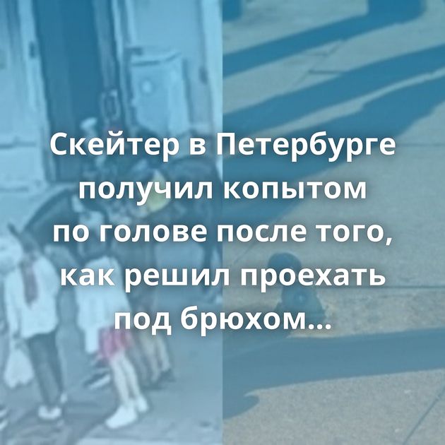 Скейтер в Петербурге получил копытом по голове после того, как решил проехать под брюхом лошади