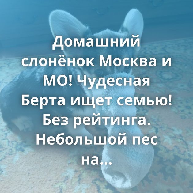 Домашний слонёнок Москва и МО! Чудесная Берта ищет семью! Без рейтинга. Небольшой пес на пристройство…