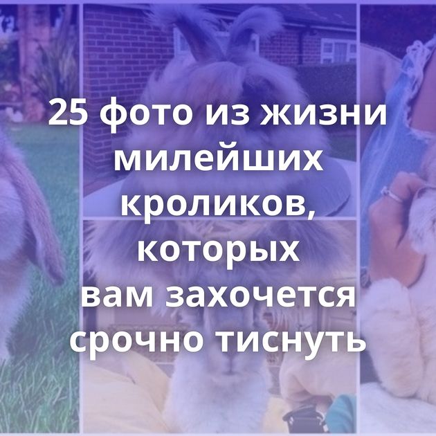 25 фото из жизни милейших кроликов, которых вам захочется срочно тиснуть