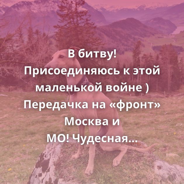 В битву! Присоединяюсь к этой маленькой войне ) Передачка на «фронт» Москва и МО! Чудесная Берта ищет семью!…