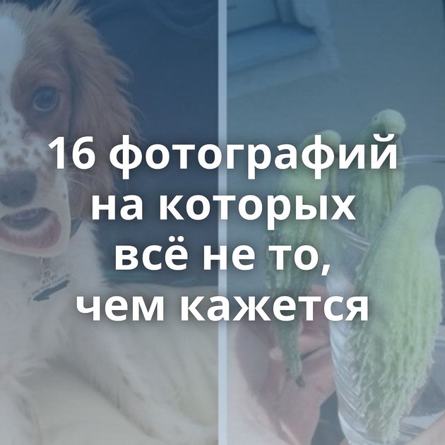 16 фотографий на которых всё не то, чем кажется